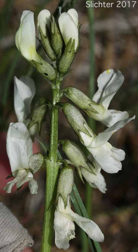 Inflorescence of Yakima Milk-vetch: Astragalus reventiformis (Synonyms: A. reventus var. canbyi, Cnemidophacos reventiformis)
