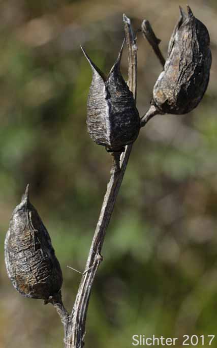 Dry fruit pods of Yakima Milk-vetch: Astragalus reventiformis (Synonyms: A. reventus var. canbyi, Cnemidophacos reventiformis)