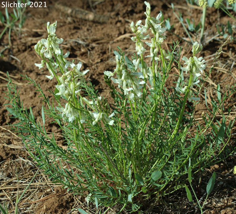Yakima Milkvetch, Yakima Milk-vetch: Astragalus reventiformis (Synonyms: Astragalus reventus var. canbyi, Cnemidophacos reventiformis)