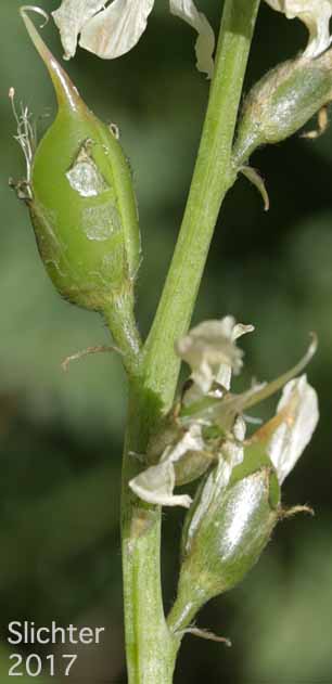 Maturing fruits of Yakima Milk-vetch: Astragalus reventiformis (Synonyms: A. reventus var. canbyi, Cnemidophacos reventiformis)