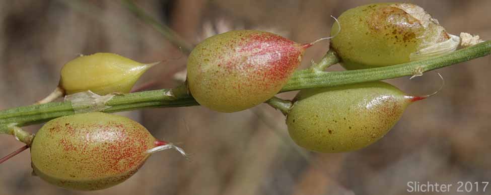 Maturing fruit pods of Yakima Milk-vetch: Astragalus reventiformis (Synonyms: A. reventus var. canbyi, Cnemidophacos reventiformis)