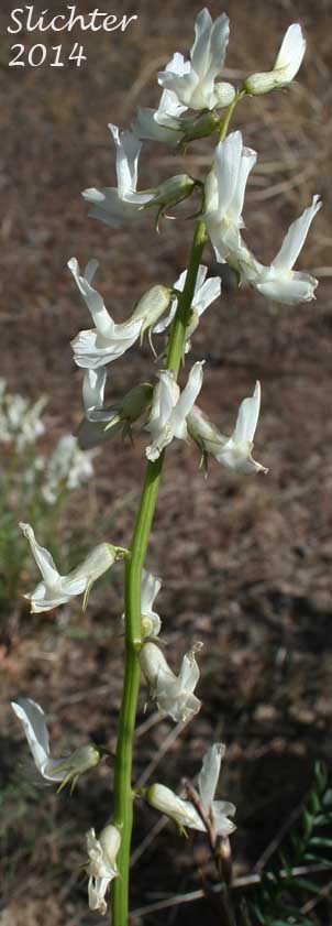 Inflorescence of Yakima Milk-vetch: Astragalus reventiformis (Synonyms: A. reventus var. canbyi, Cnemidophacos reventiformis)