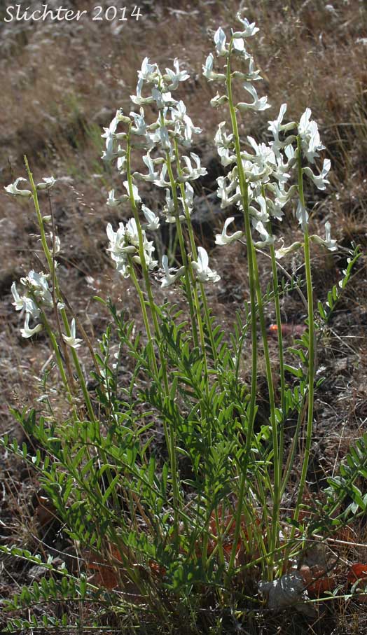 Yakima Milk-vetch: Astragalus reventiformis (Synonyms: A. reventus var. canbyi, Cnemidophacos reventiformis)