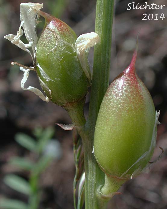 Seed pods of Yakima Milk-vetch: Astragalus reventiformis (Synonyms: A. reventus var. canbyi, Cnemidophacos reventiformis)