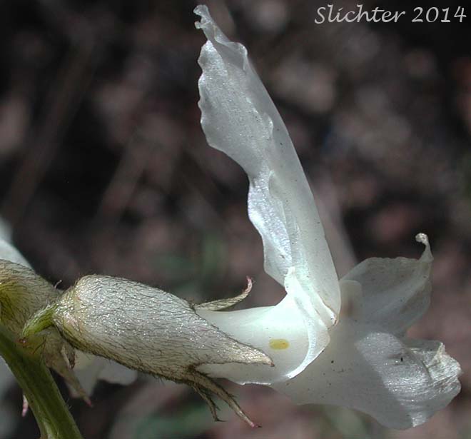 Flower of Yakima Milk-vetch: Astragalus reventiformis (Synonyms: A. reventus var. canbyi, Cnemidophacos reventiformis)