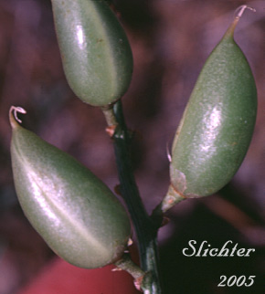 SEed pods of Yakima Milk-vetch: Astragalus reventiformis (Synonyms: A. reventus var. canbyi, Cnemidophacos reventiformis)