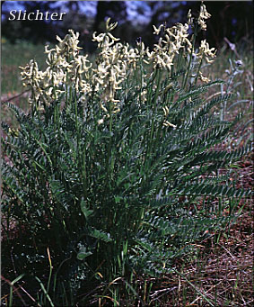 Blue Mountain Milkvetch, Blue Mountain Milk-vetch: Astragalus reventus (Synonym: Astragalus reventus var. reventus)