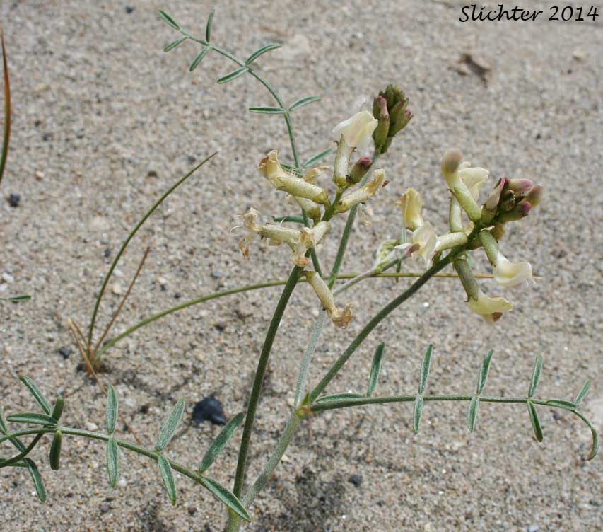 Stalked-pod Milk-vetch, The Dalles Milk-vetch, Woody-pod Milk-vetch: Astragalus sclerocarpus