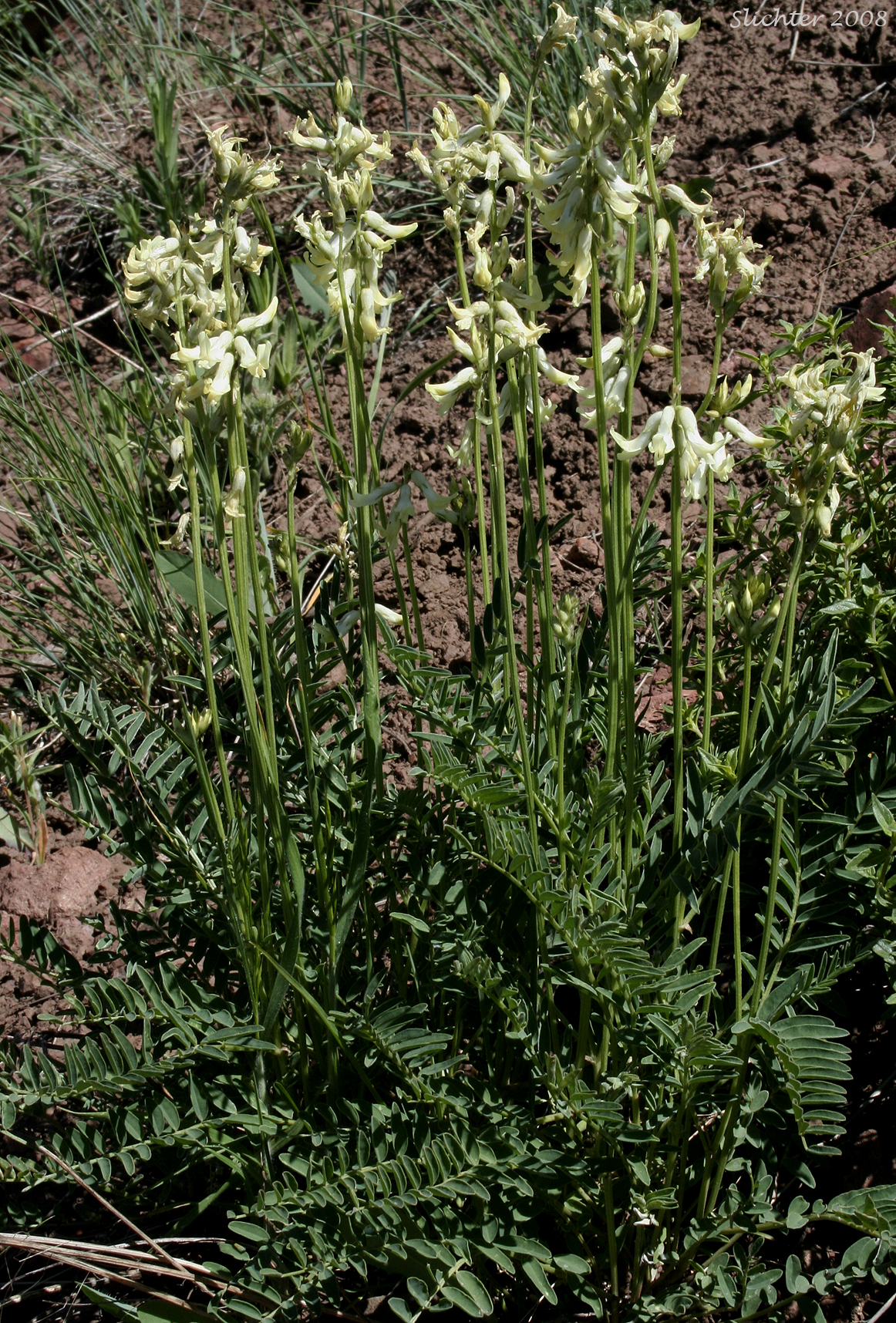 Sheldon's Milkvetch, Sheldon's Milk-vetch: Astragalus sheldonii (Synonyms: Astragalus conjunctus var. sheldonii, Astragalus reventus var. sheldonii)