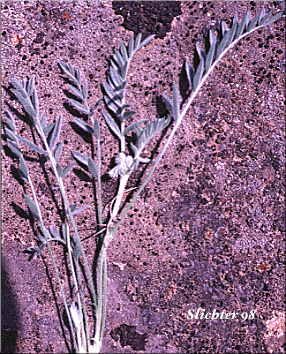Leafy stem of Spalding's Milkvetch, Spalding's Milk-vetch: Astragalus spaldingii