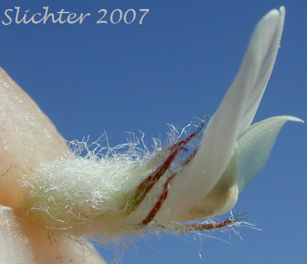 Flower of Spalding's Milkvetch, Spalding's Milk-vetch: Astragalus spaldingii