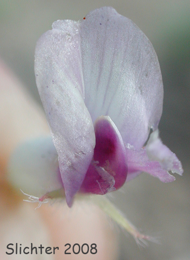 Frontal view of the flower of Columbia Milkvetch, Columbia Milk-vetch, Crouching Milk-vetch, Sprawling Milk-vetch: Astragalus succumbens