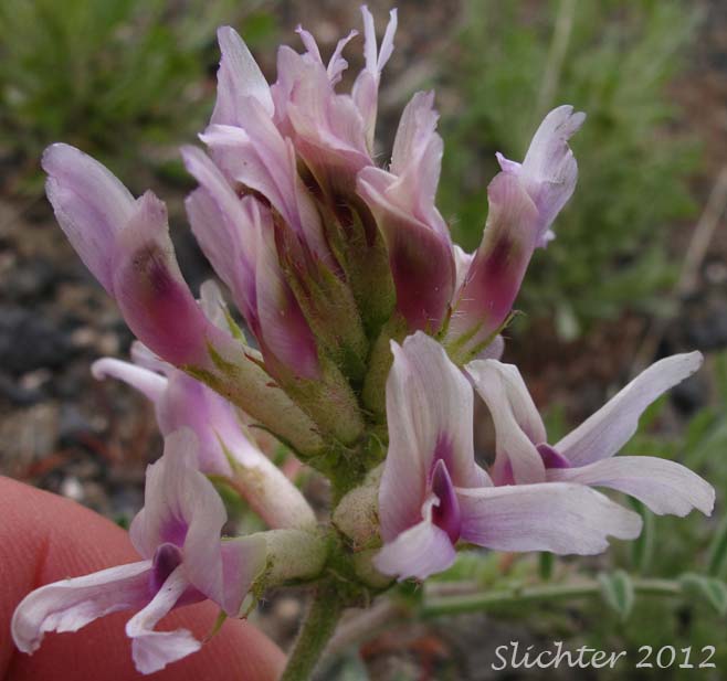 Close-up of the inflorescence of Columbia Milkvetch, Columbia Milk-vetch, Crouching Milk-vetch, Sprawling Milk-vetch: Astragalus succumbens