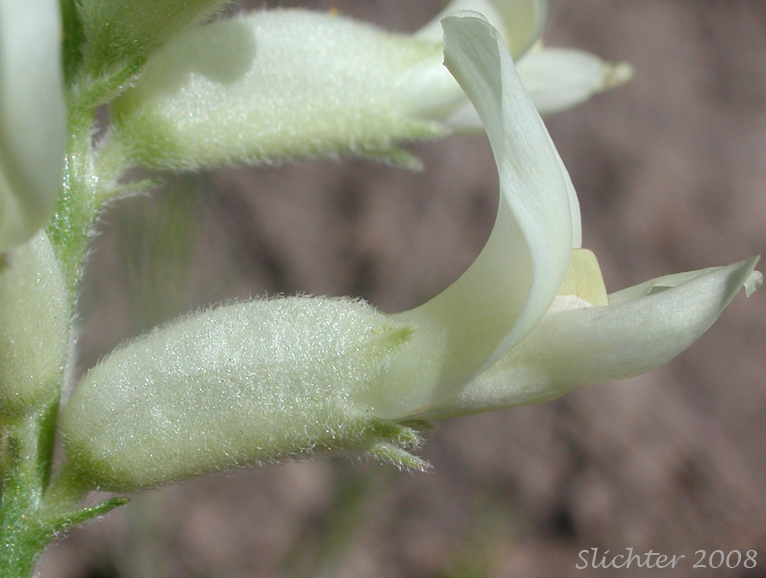 Sideview of the flower of Tweedy's Milkvetch, Tweedy's Milk-vetch: Astragalus tweedyi