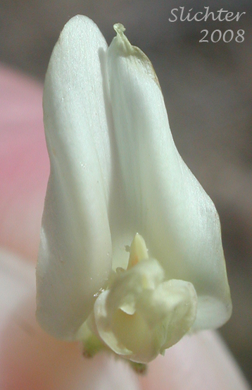Frontal view of the flower of Tweedy's Milkvetch, Tweedy's Milk-vetch: Astragalus tweedyi