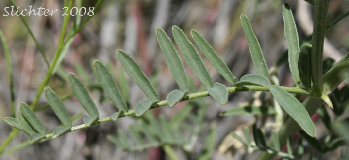 Pinnately compound leaf of Tweedy's Milkvetch, Tweedy's Milk-vetch: Astragalus tweedyi