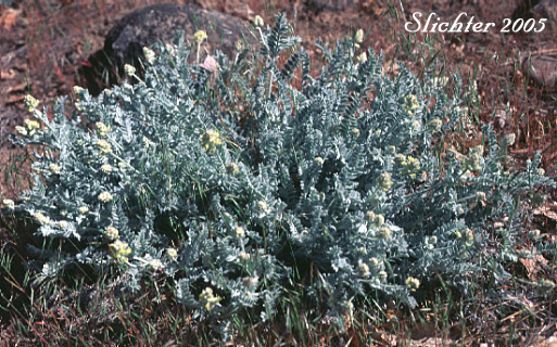 Tygh Valley Milkvetch, Tygh Valley Milk-vetch: Astragalus tyghensis (Synonym: Astragalus spaldingii var. tyghensis)