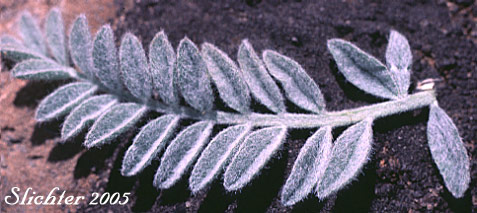 Dorsal surface of pinnately compound leaf of Tygh Valley Milkvetch, Tygh Valley Milk-vetch: Astragalus tyghensis (Synonym: Astragalus spaldingii var. tyghensis)