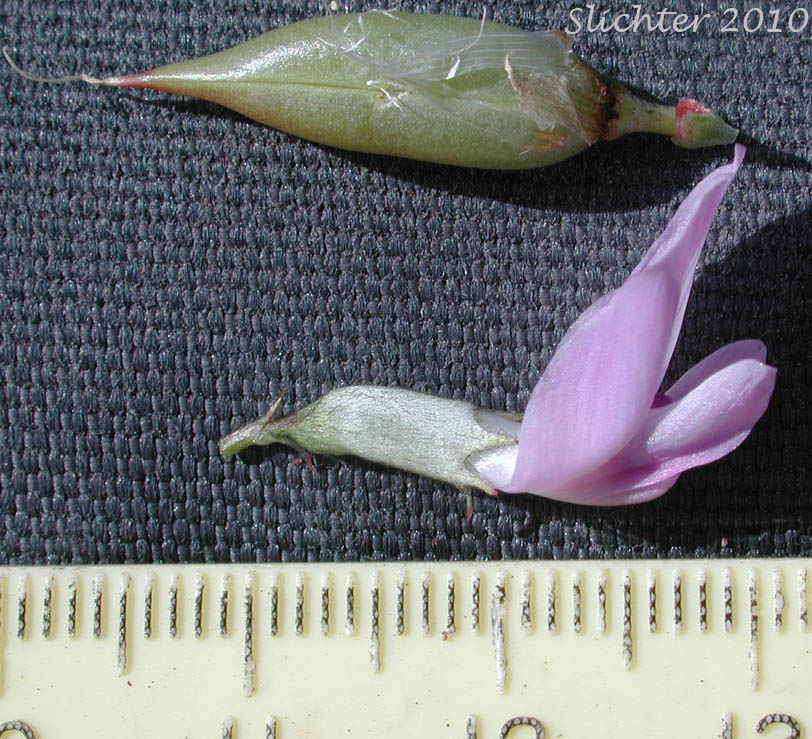 Close-up of the flower and glabrous pod of Unidentified Milk-vetch (possibly Astragalus conjunctus var. conjunctus (Synonym: A. reventus var. conjunctus) or Astragalus reventus (Synonym: A. reventus var. reventus))
