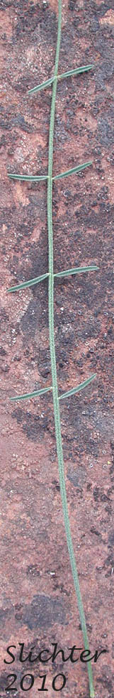 Basal leaf of Unidentified Milk-vetch (possibly Astragalus conjunctus var. conjunctus (Synonym: A. reventus var. conjunctus) or Astragalus reventus (Synonym: A. reventus var. reventus))