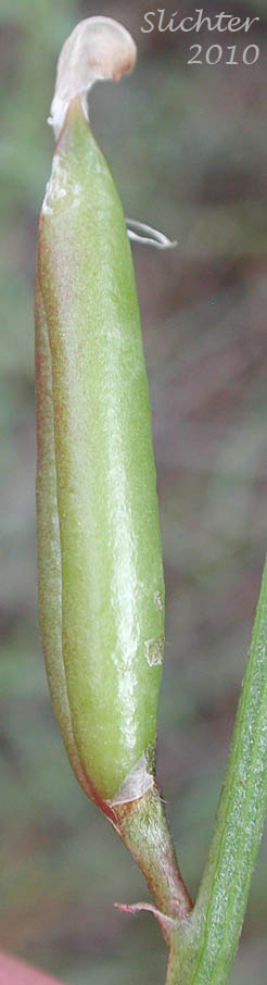 Sideview of a glabrous pod of Unidentified Milk-vetch (possibly Astragalus conjunctus var. conjunctus (Synonym: A. reventus var. conjunctus) or Astragalus reventus (Synonym: A. reventus var. reventus))