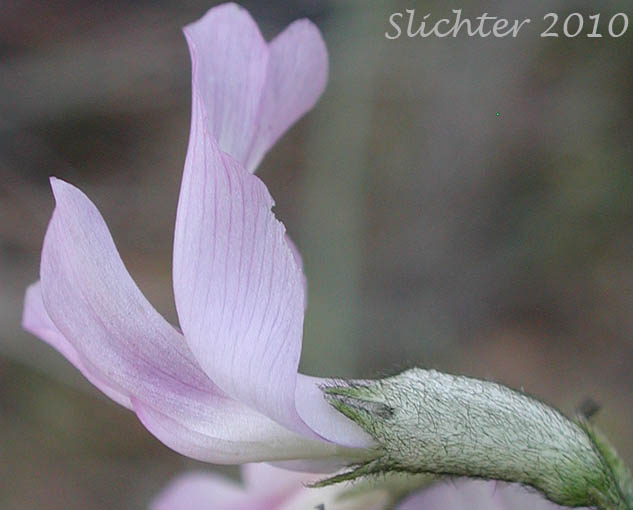 Close-up of the flower of Unidentified Milk-vetch (possibly Astragalus conjunctus var. conjunctus (Synonym: A. reventus var. conjunctus) or Astragalus reventus (Synonym: A. reventus var. reventus))