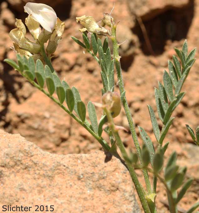 Balloon Milkvetch, Cone-like Milkvetch: Astragalus whitneyi var. confusus