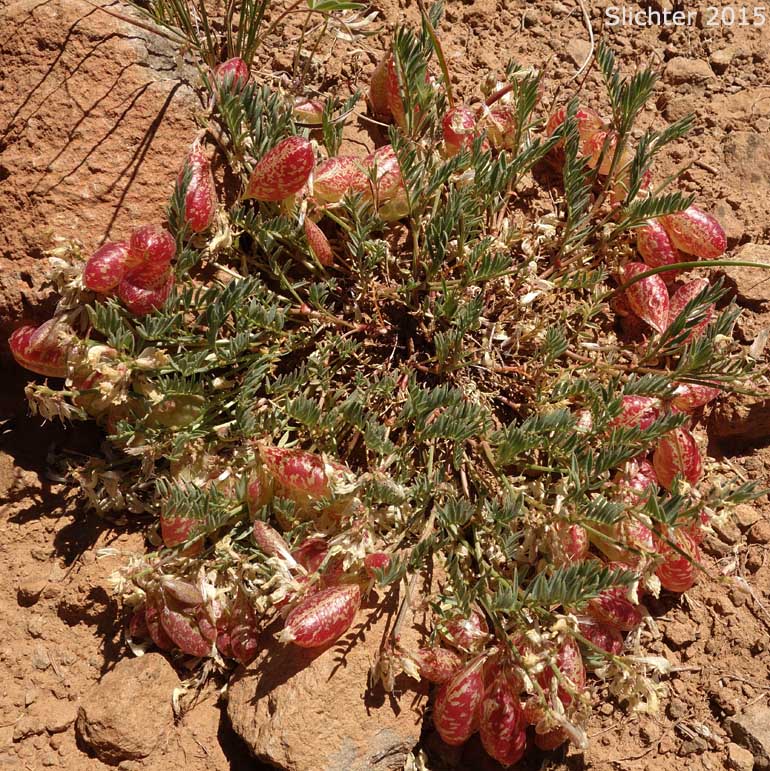 Balloon Milkvetch, Cone-like Milkvetch: Astragalus whitneyi var. confusus