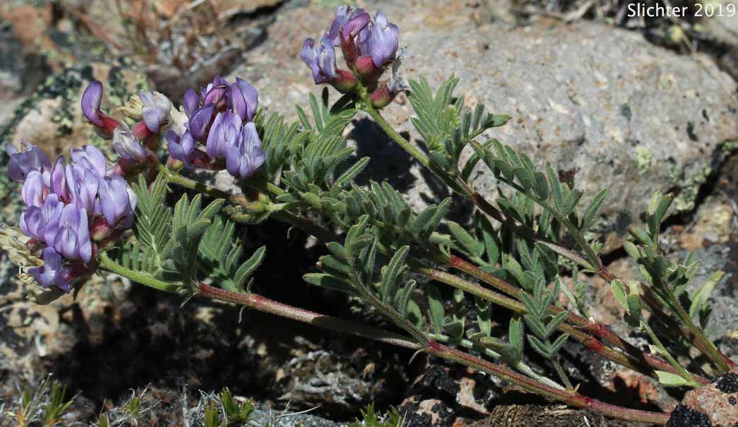 Long, spreading stems of Balloon Milkvetch, Cone-like Milkvetch: Astragalus whitneyi var. confusus