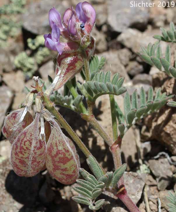 Inflated, speckled fruits of Balloon Milkvetch, Cone-like Milkvetch: Astragalus whitneyi var. confusus