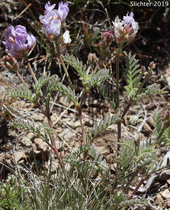 Long, ascending stems of Balloon Milkvetch, Cone-like Milkvetch: Astragalus whitneyi var. confusus
