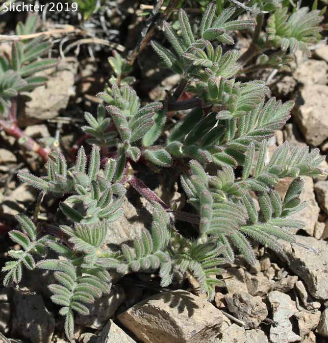 Leaves of Balloon Milkvetch, Cone-like Milkvetch: Astragalus whitneyi var. confusus