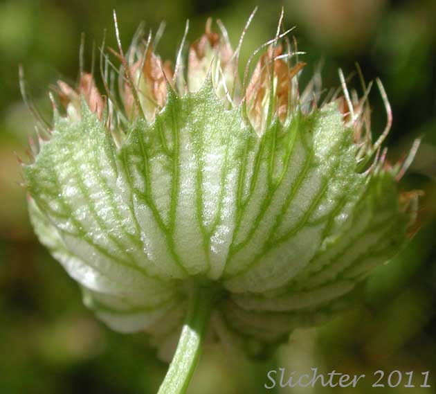 Close-up of the involucre of Bowl Clover, Cup Clover, Wide-collared Clover: Trifolium cyathiferum