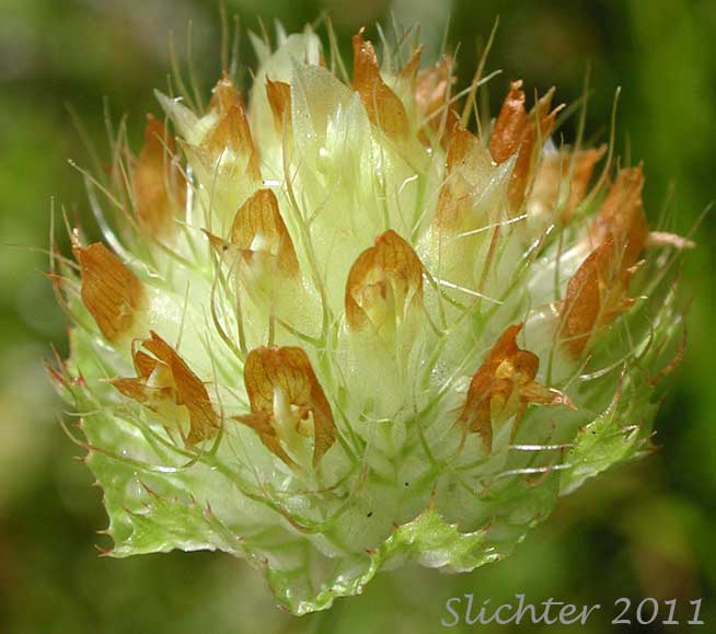 Close-up of the flower head of Bowl Clover, Cup Clover, Wide-collared Clover: Trifolium cyathiferum