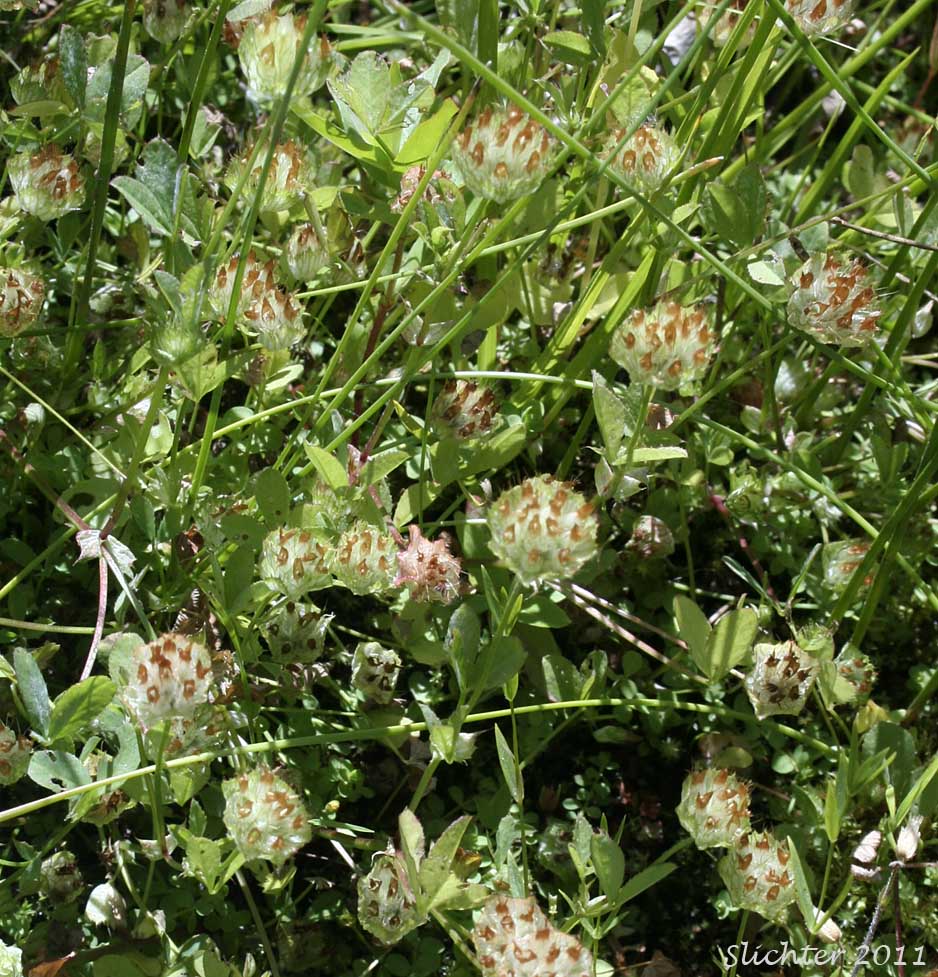 Bowl Clover, Cup Clover, Wide-collared Clover: Trifolium cyathiferum
