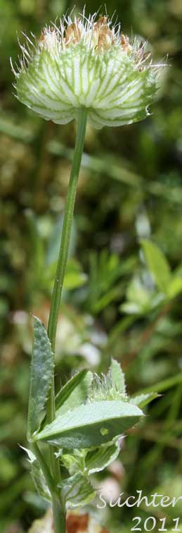 Flower head and upper stem leaf of Bowl Clover, Cup Clover, Wide-collared Clover: Trifolium cyathiferum