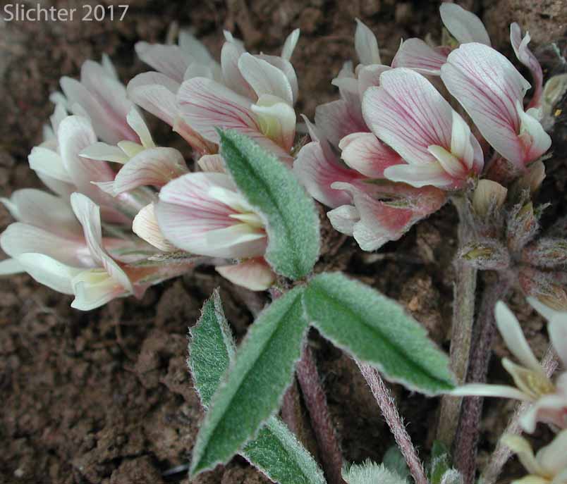 Flower heads and leaves of Plummer's Clover: Trifolium gymnocarpon (Synonyms: Trifolium gymnocarpon ssp. plummerae, Trifolium gymnocarpon var. plummerae)