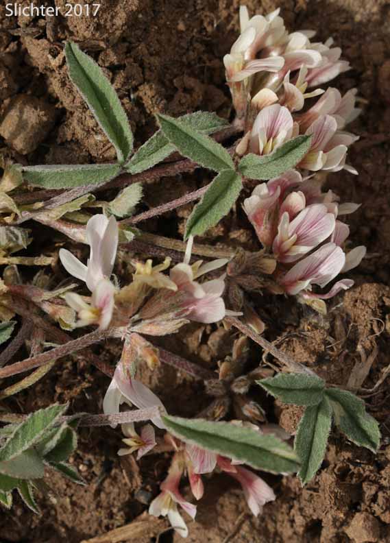 Plummer's Clover: Trifolium gymnocarpon (Synonyms: Trifolium gymnocarpon ssp. plummerae, Trifolium gymnocarpon var. plummerae)