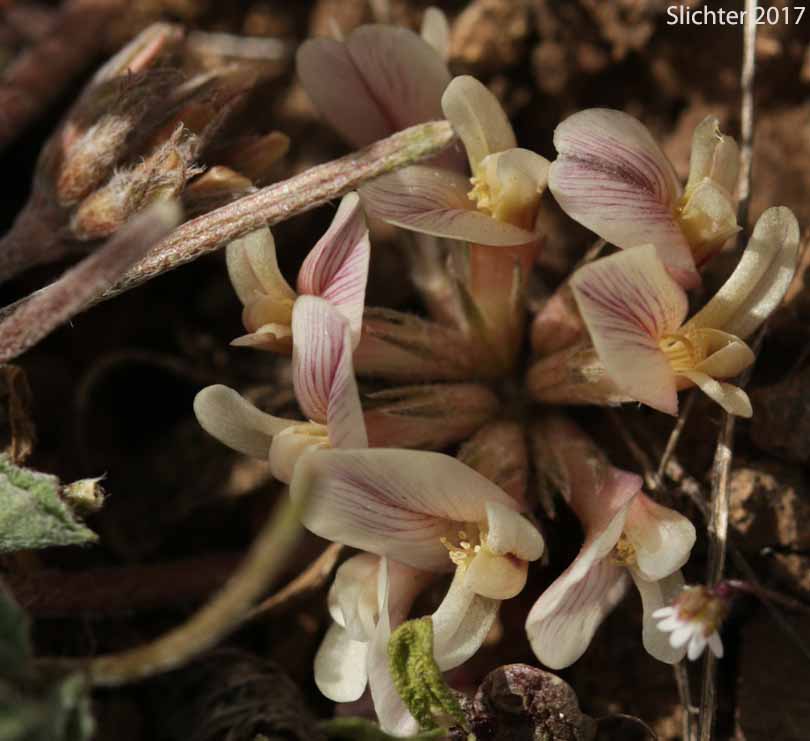 Plummer's Clover: Trifolium gymnocarpon (Synonyms: Trifolium gymnocarpon ssp. plummerae, Trifolium gymnocarpon var. plummerae)