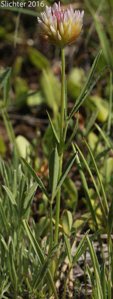 Hansen's Clover, Long-stalked Clover: Trifolium longipes var. hansenii (Synonyms: Trifolium hansenii, Trifolium longipes ssp. hansenii, Trifolium longipes var. nevadense)