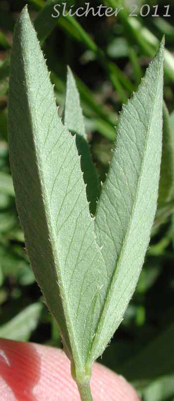 Leaf of Hansen's Clover, Long-stalked Clover: Trifolium longipes var. hansenii (Synonyms: Trifolium hansenii, Trifolium longipes ssp. hansenii, Trifolium longipes var. nevadense)