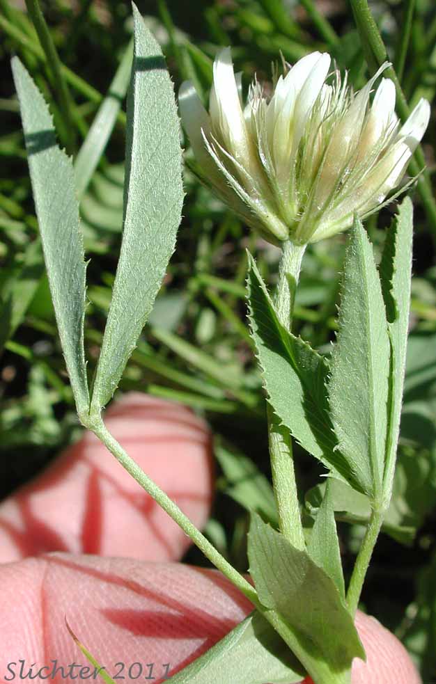 Close-up of the inflorescence and a stem leaf of Hansen's Clover, Long-stalked Clover: Trifolium longipes var. hansenii (Synonyms: Trifolium hansenii, Trifolium longipes ssp. hansenii, Trifolium longipes var. nevadense)