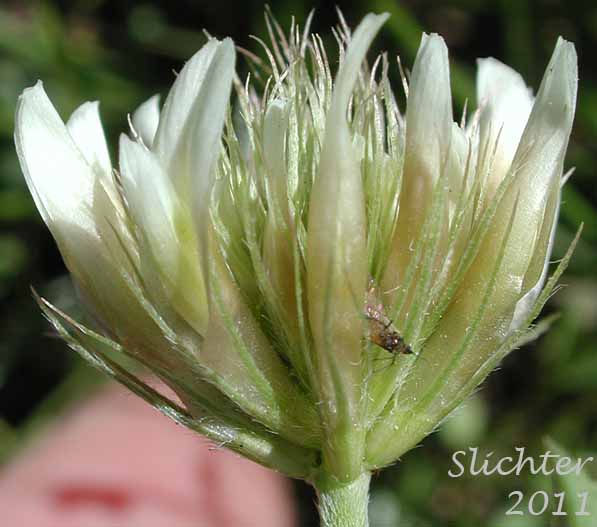 Close-up of the inflorescence of Hansen's Clover, Long-stalked Clover: Trifolium longipes var. hansenii (Synonyms: Trifolium hansenii, Trifolium longipes ssp. hansenii, Trifolium longipes var. nevadense)