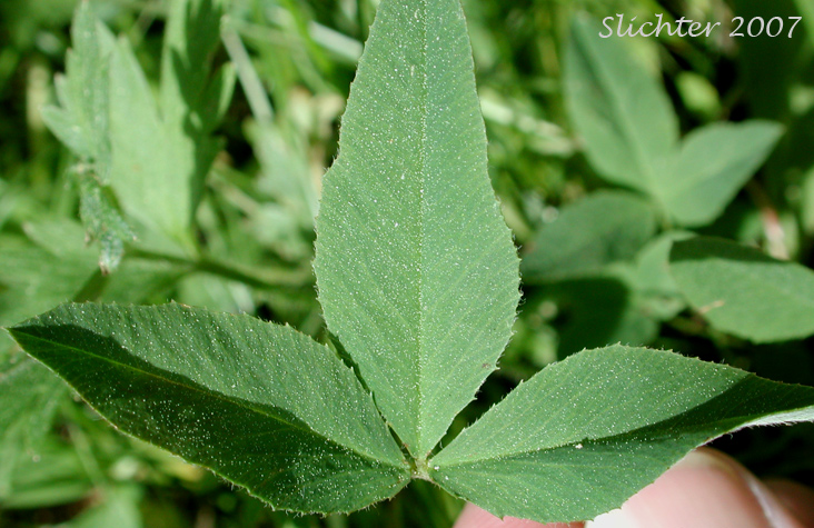 Leaf of Longstalk Clover, Long-stalked Clover: Trifolium longipes var. longipes