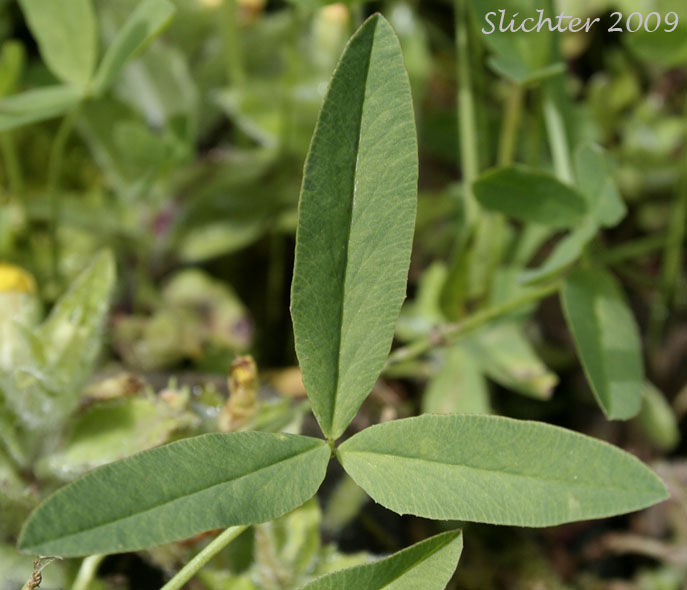 Trifoliate leaf of Longstalk Clover: Trifolium longipes var. longipes