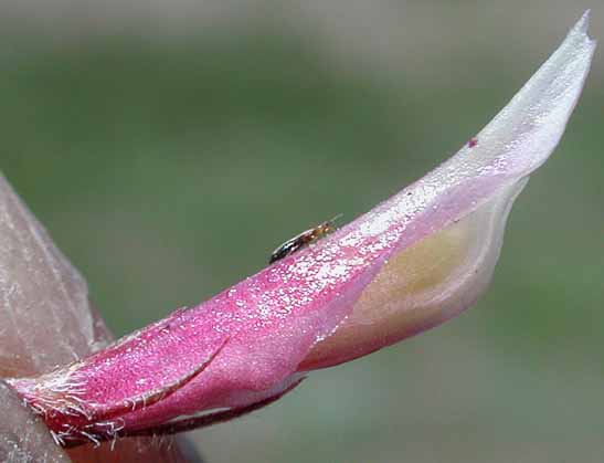 Close-up sideview of the calyx lobes and corolla of Long-stalked Clover: Trifolium longipes var. multiovulatum (Synonyms: Trifolium caurinum, Trifolium covillei, Trifolium longipes ssp. caurinum, Trifolium longipes ssp. shastense, Trifolium longipes var. shastense, Trifolium oreganum var. multiovulatum, Trifolium rubyi ssp. caurinum)