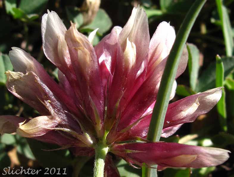 Close-up view of the underside of the inflorescence of Long-stalked Clover: Trifolium longipes var. multiovulatum (Synonyms: Trifolium caurinum, Trifolium covillei, Trifolium longipes ssp. caurinum, Trifolium longipes ssp. shastense, Trifolium longipes var. shastense, Trifolium oreganum var. multiovulatum, Trifolium rubyi ssp. caurinum)