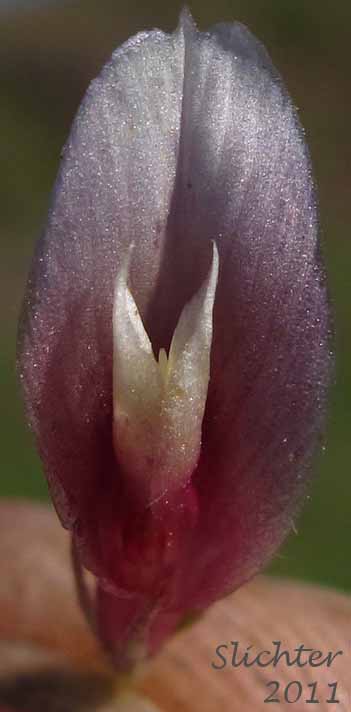 Close-up of a flower of Long-stalked Clover: Trifolium longipes var. multiovulatum (Synonyms: Trifolium caurinum, Trifolium covillei, Trifolium longipes ssp. caurinum, Trifolium longipes ssp. shastense, Trifolium longipes var. shastense, Trifolium oreganum var. multiovulatum, Trifolium rubyi ssp. caurinum)