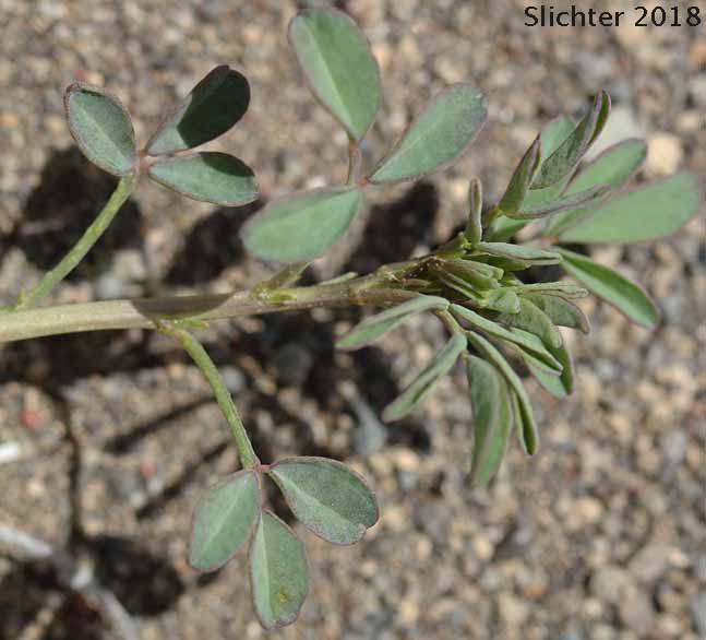 Blue Mountain Prairie-clover, Ornate Dalea, Western Prairie-clover: Dalea ornata (Synonyms: Petalostemon ornatum, Petalostemon ornatus)