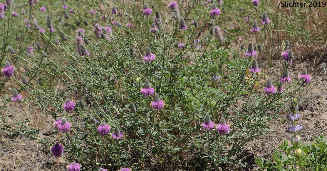 Blue Mountain Prairie-clover, Ornate Dalea, Western Prairie-clover: Dalea ornata (Synonyms: Petalostemon ornatum, Petalostemon ornatus)